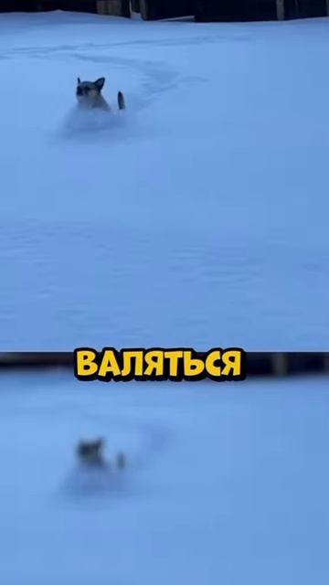 ДУШНИЛА № 22