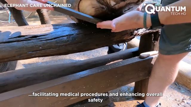 Мужчина умело обрабатывает ранение от мины и абсцесс ноги слона  от Elephant Care Unchained