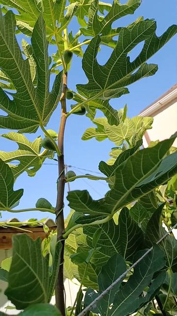 Инжир — та самая греческая смоковница 🌿
