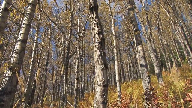 Здравствуй юноша сентябрь! Муз. исп. Борис Бочаров сл.  Птица Гала видео Татьяна Дюльгер