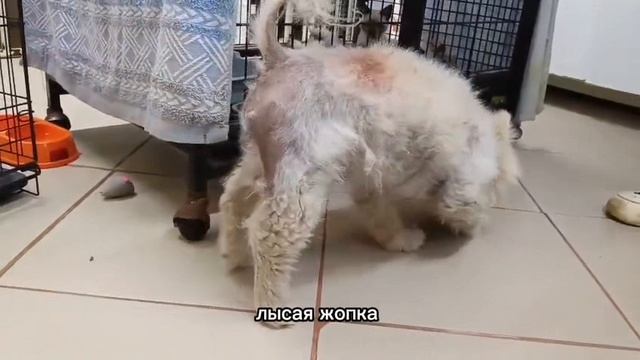 Новенький поступил без шерсти