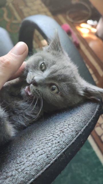 Что это за серенький котик?