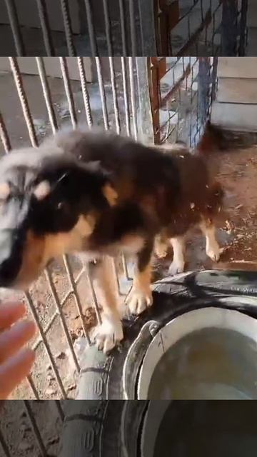 Уфа, Башкирия
Попали в отлов вот  такие собаки!😰Добрые и ласковые 
Пожалуйста, сделайте репост🙏