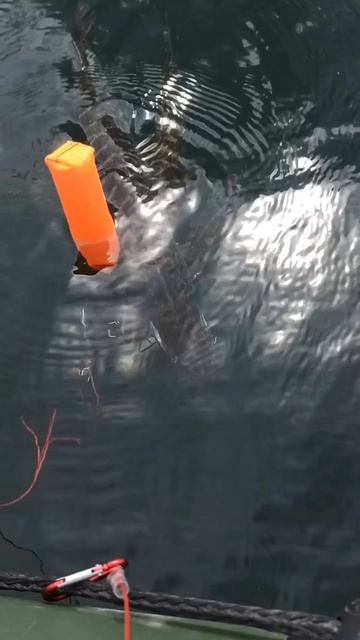 Уловистый воблер 🐟