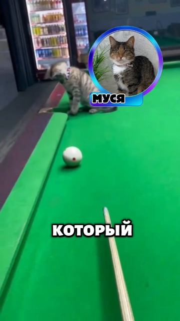 Этот кот помог хозяину выиграть 😱🤯 #кошка #рек #факт #кот