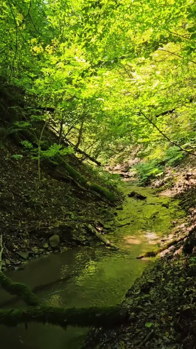 Прогулка по лесу🏃🏻