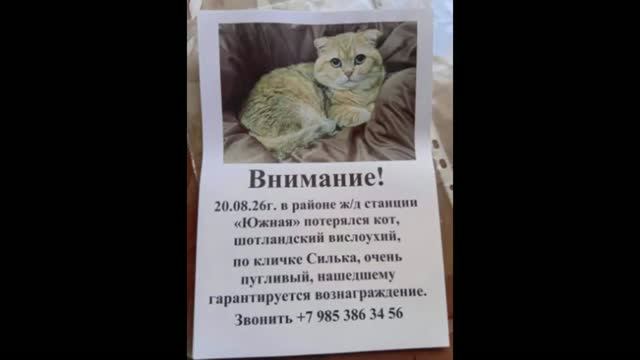 Помогите найти кота, выпрыгнувшего из переноски на вокзале в Керчи