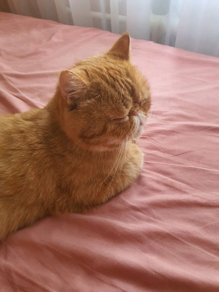 кот