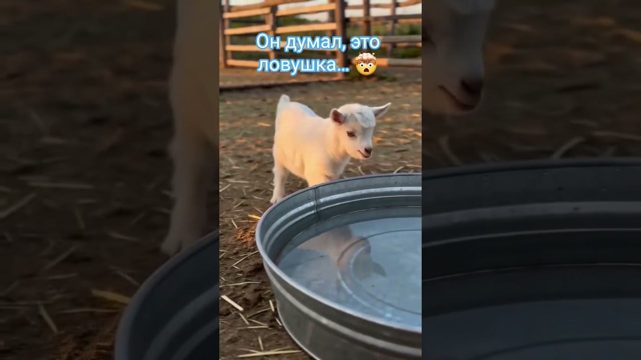 Когда впервые встретил неопознанный объект во дворе...  #козьерябство
