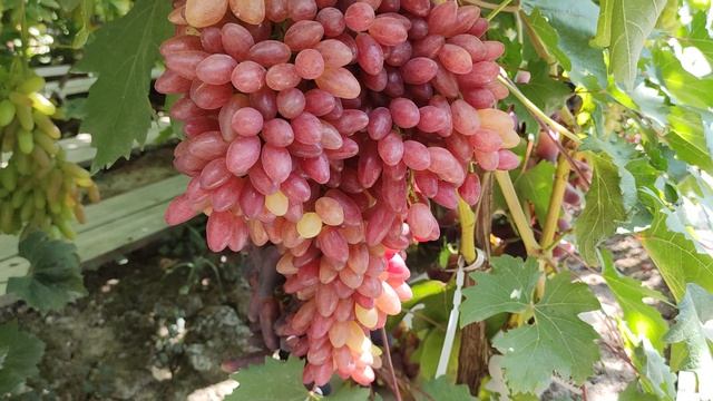 К-Ш ТАНГО!!!🍇🍇🍇 К-Ш СКАЗОЧНЫЙ!!!🍇🍇🍇 Telegram, WhatsApp, Vlber и MAX +79528500417.