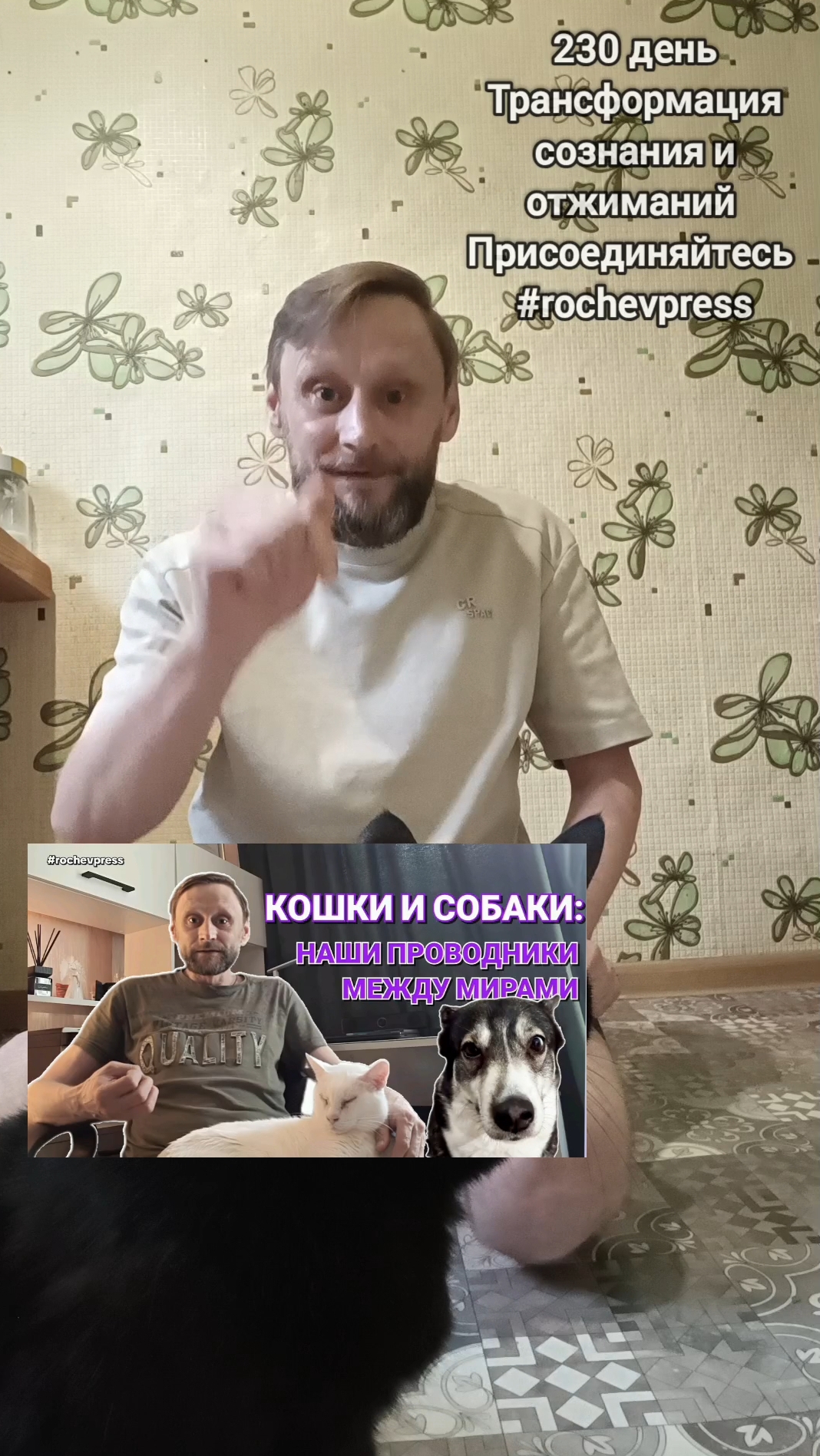 День благодарности собакам, ритуальные отжимания #rochevpress #спорт #саморазвитие #котик #отжимания