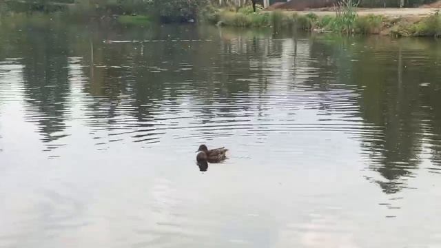 утачки