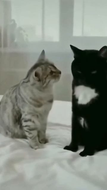 Удивительные животные !!! #юмор
