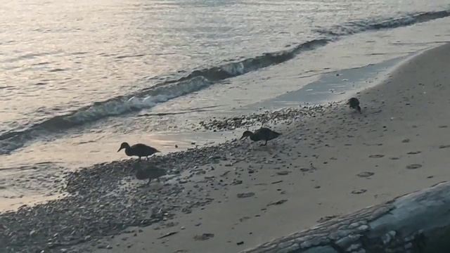 Утята 🦆 Обского моря - 2026. Ducklings 🦆 Of Ob Sea ⛵ 2026
