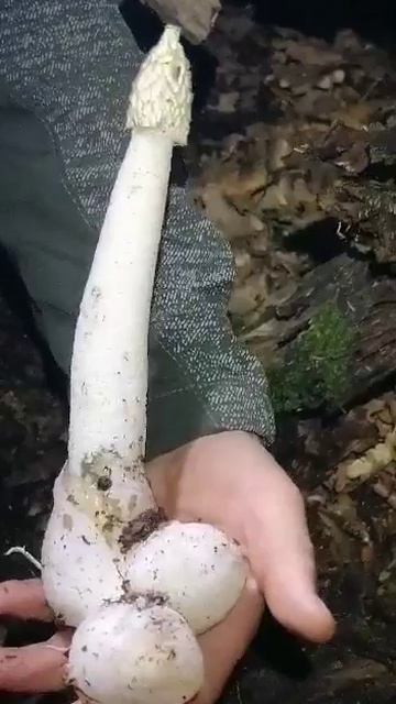 флора и фауна