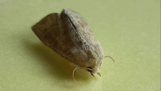 Parastichtis Suspecta (короткоголовая совка бурая)
