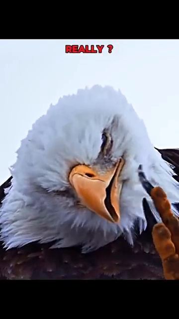 Scariest Birds Eyes