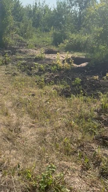 Акация