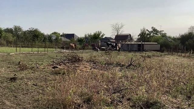 Еще этих не отмыл, а уже новую притащил!