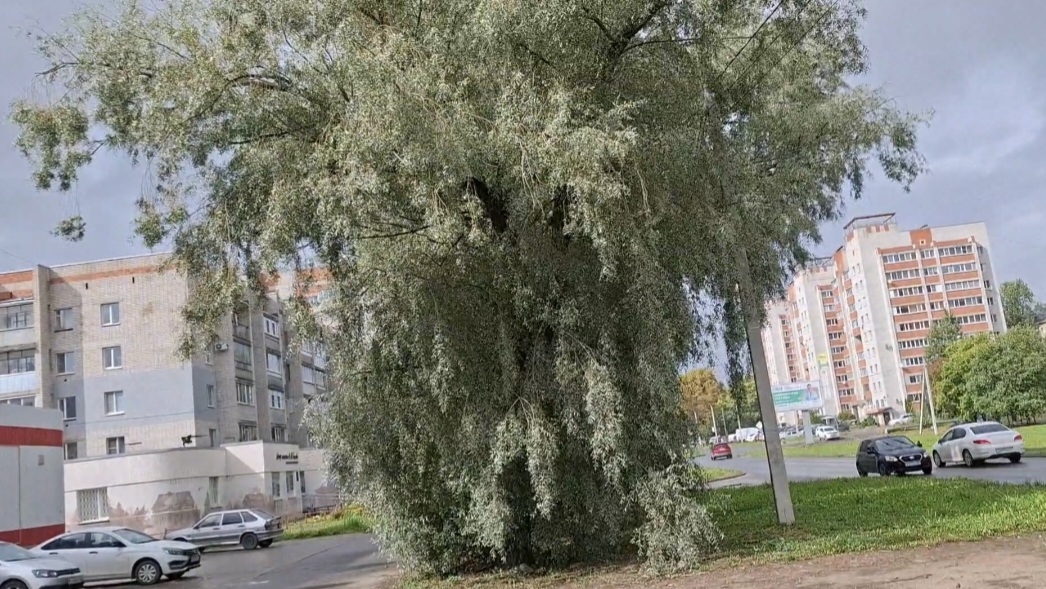 Эксперементируем с грушами.