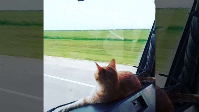 Кошка Дальнобой