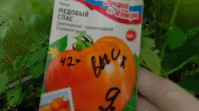 Урожай томатов в теплице. Медовый спас удивил.