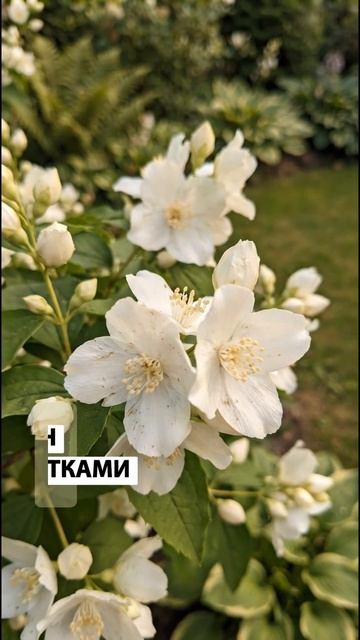 Не ждите весны! 3 растения, которые можно посадить осенью до морозов