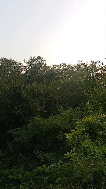 природа в станице 🌳🤗☀️ #влоги #природа