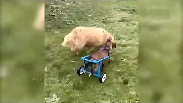 Всячинки