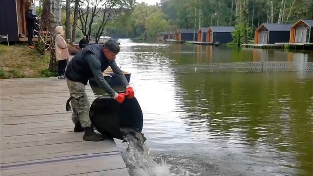 дозапуск форели на спорт зону 26.08