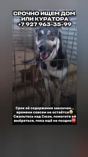 🚨 СЮЗИ ЗАКОНЧИЛСЯ СРОК СОДЕРЖАНИЯ — ВРЕМЕНИ ПОЧТИ НЕ ОСТАЛОСЬ
📍отлов Башкирии.

Сюзи всего 2 года,