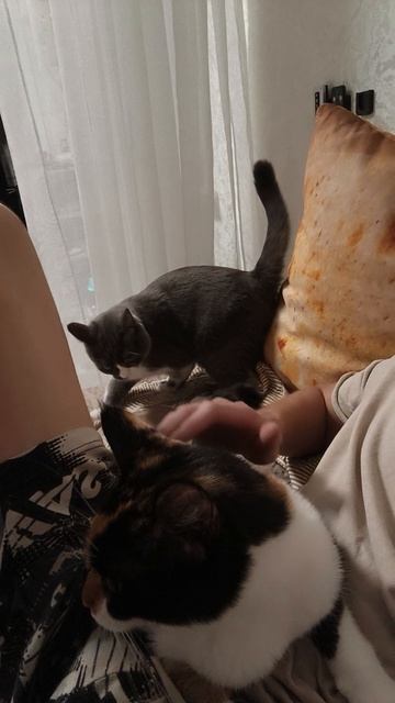 Наглая кошка