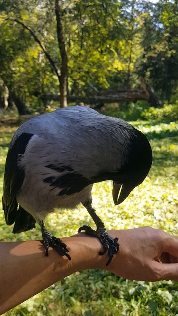 Кусачая ворона