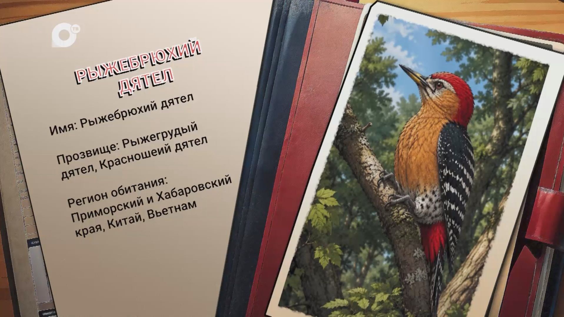 Агент биосферы / Рыжебрюхий дятел / 26.08.26