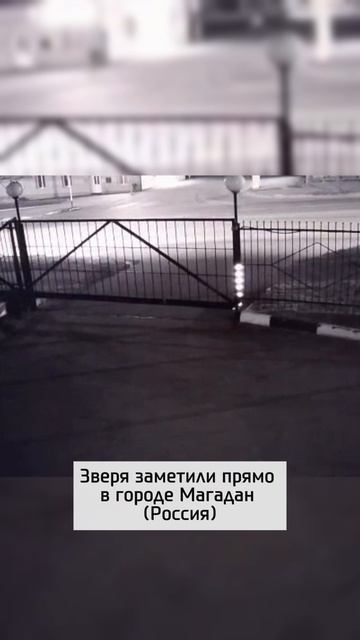 Медведь погнался за человеком