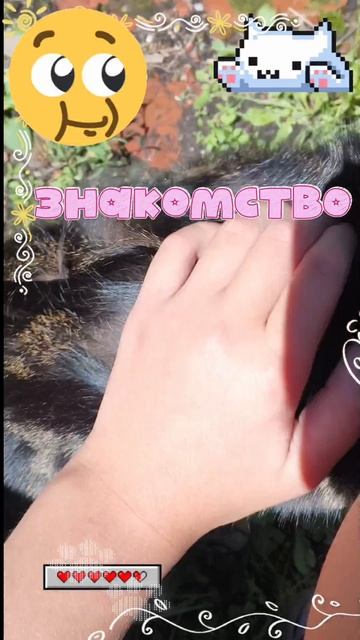 знакомство🐕🦺🐕🦺⭐