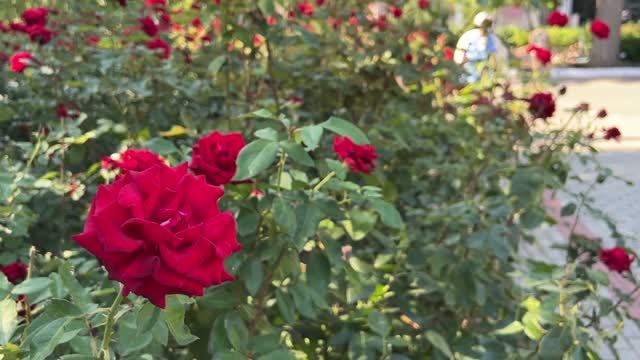 🌿  Прогуляемся по аллеям санатория Пирогова  в последние дни августа