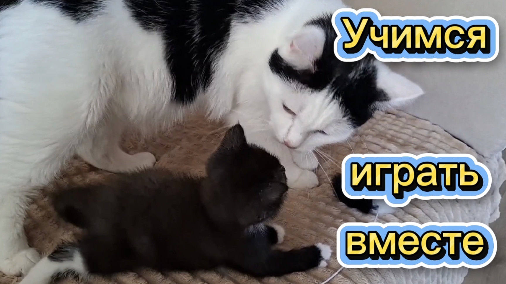 Учимся играть вместе😻😻