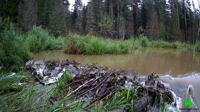 Утки на бобровой плотине возле пещеры Ледяной Сказ.