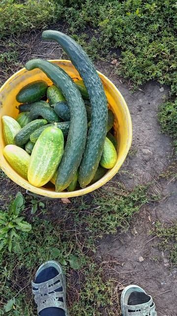 чудо огурец🥒🥒🥒#природа# Россия🇷🇺🇷🇺🇷🇺 ❤🔥❤🔥❤🔥