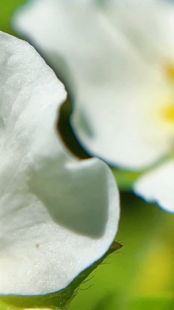 Цветочный мир в деталях 🌸🔍
#макросъемка #макроцветы #цветы #природа #macrophotography #macroflowers