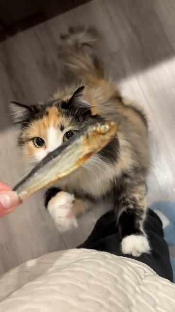 асмр от кошечки на утро 💞