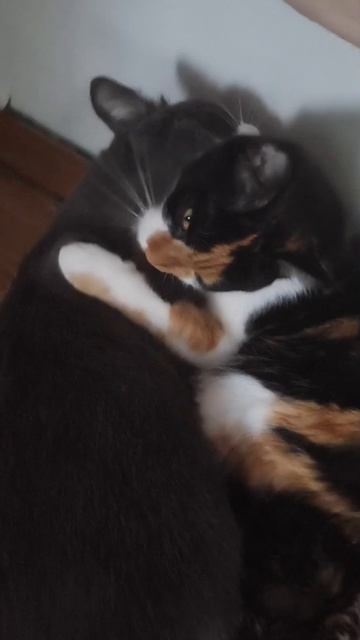 Мур-Мур 😺