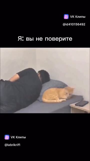 Это все кот виноват 😂