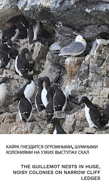 Кайра