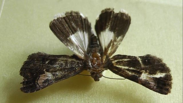 Aedia Funesta (совка пятнистая тёмная)