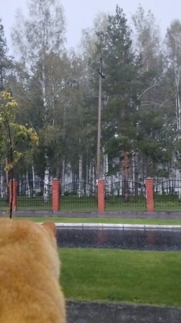Гроза. Еще одна история Рыжего. Рыжий любит наблюдать за грозой и дождем. ☔☔☔
