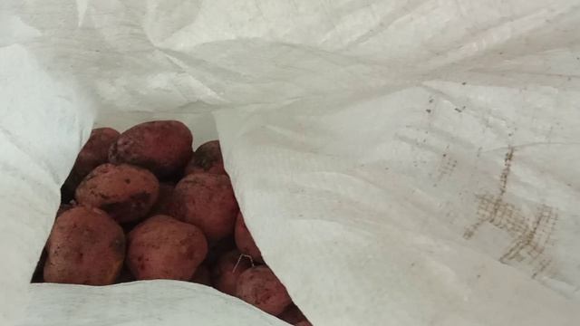 Общий вес картошки 60 кг со 125 кустиков(31 крупной+29 средней)