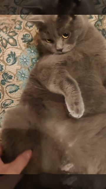 Букет котов 🐱