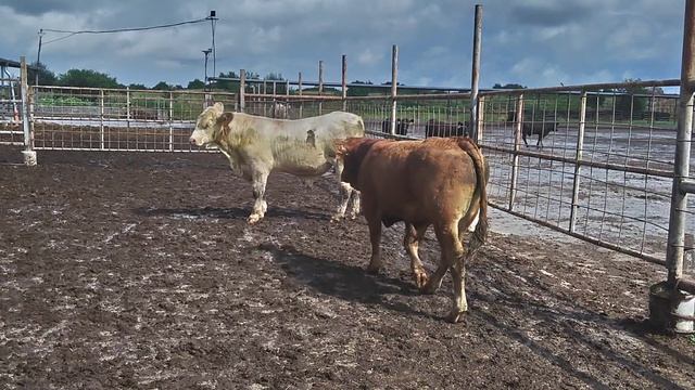 ПРОДАЖА ПЛЕМЕННЫХ БЫКОВ ПОРОДЫ ЛИМУЗИН С ДОСТАВКОЙ В МОСКВУ